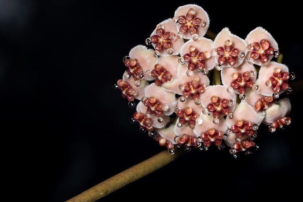 Hoya flores na natureza