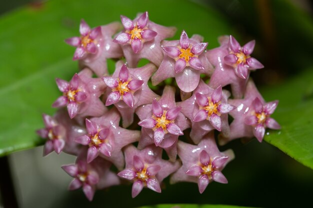 Hoya macro flor rosa