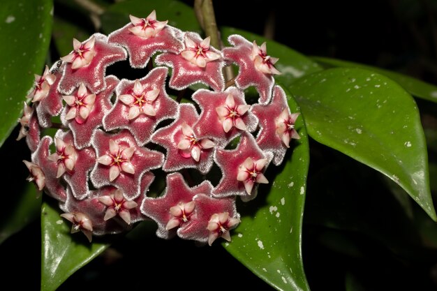 Foto hoya rosa blumenmakro