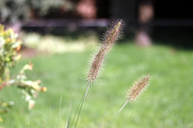 Ährchen auf Hintergrund des grünen Grases