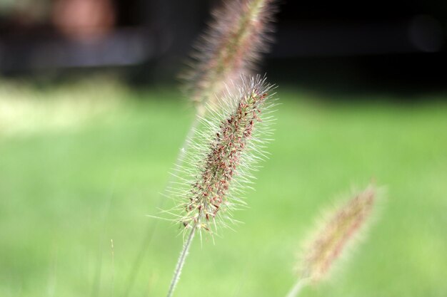 Ährchen auf Hintergrund des grünen Grases