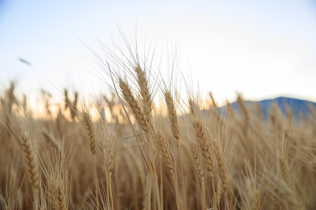 Ährchen aus goldenem Roggen auf dem Feld bei Sonnenuntergang lightxA