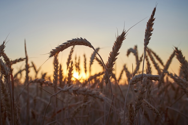 Ährchen des reifen Roggens auf einem Hintergrund des dunkelblauen Himmels und der Sonne bei Sonnenuntergang