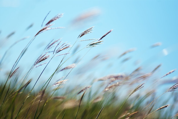 Ährchen, Gras auf Hintergrundnahaufnahme des blauen Himmels. Hintergrund.