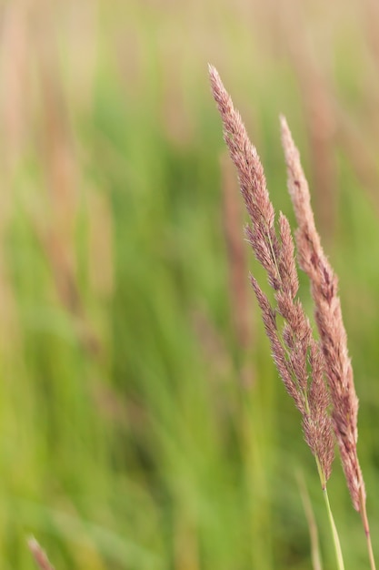 Ährchen im Feld an einem Sommertag. selektiver Fokus.