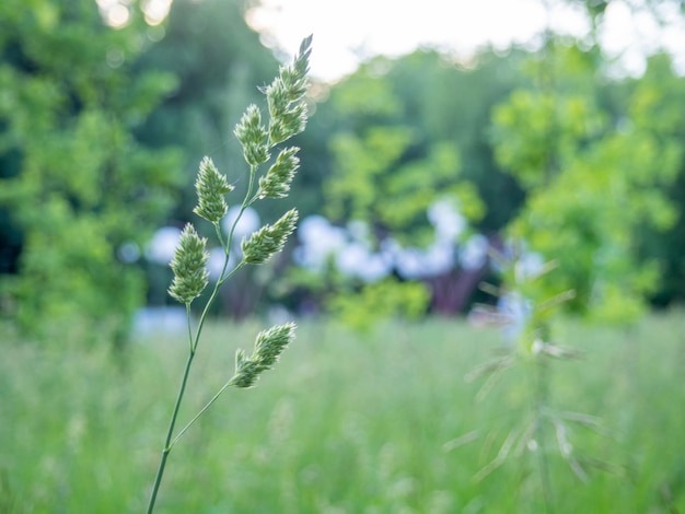 Ährchen im Gras im Stadtpark