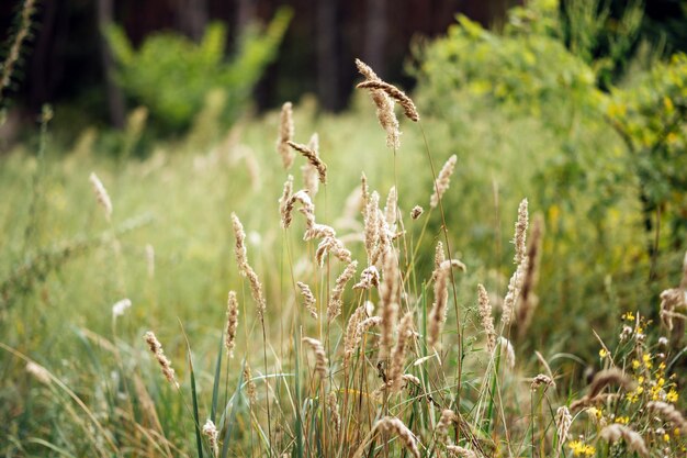 Ährchen in einem Feld vor dem Hintergrund einer Waldplantage