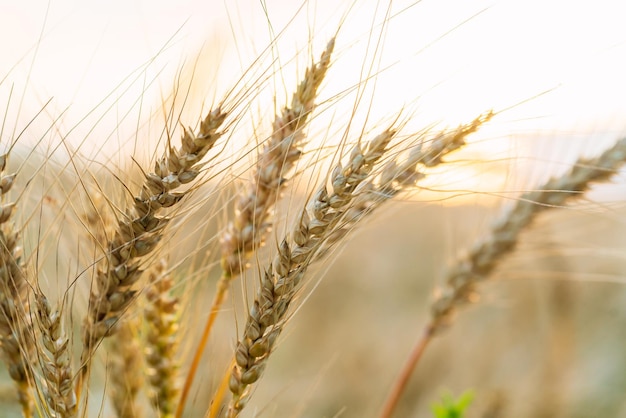 Ährchen von reifem Weizen landwirtschaftliches Bild reife Ähren sind golden in der Farbe