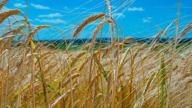 Ährchen von Roggen auf dem Feld im Sommer auf die Natur.