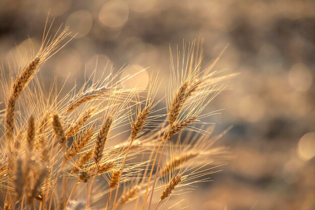 Ährchen von Weizen auf dem Feld in der Nähe von Sonnenstrahlen Landwirtschaft und Agroindustrie