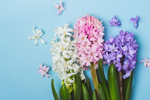 Hree blüht mehrfarbige Hyazinthe auf blauem Hintergrund. Frühjahr-Konzept