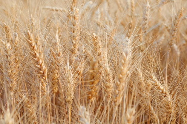 Ähren auf dem Feld als Hintergrund