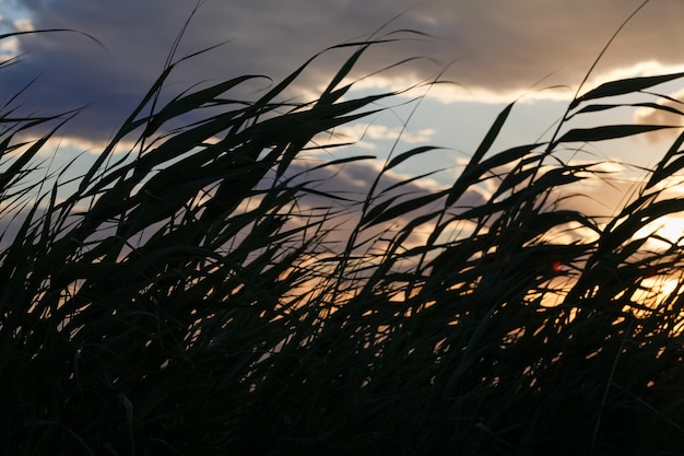 Ähren bewegen sich im Wind im Vordergrund mit Sonnenuntergang im Hintergrund