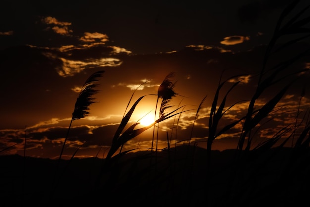 Ähren bewegen sich im Wind im Vordergrund mit Sonnenuntergang im Hintergrund