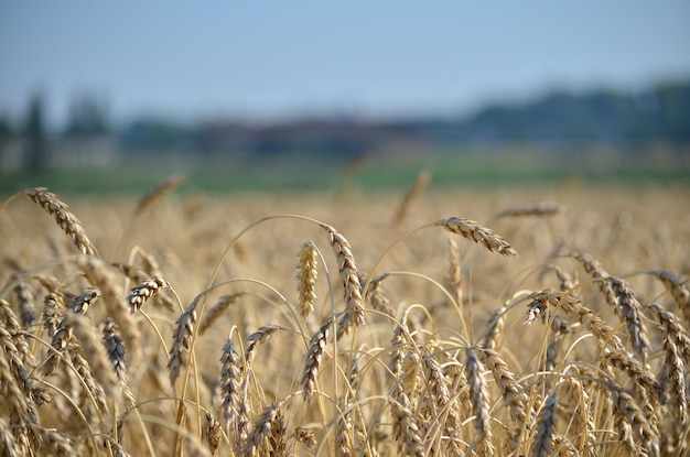 Ähren Nahaufnahme Weizenfeld an einem Sommertag und blauem Himmel Erntezeit