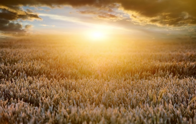 Ähren von reifem Weizen auf einem Hintergrund eine Sonne am Abend