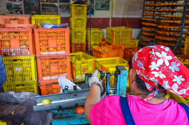 Hsinchu Taiwán 10 DE OCTUBRE DE 2018 Proceso de fabricación de caqui seco durante el otoño ventoso en Hsinpu con el nombre chino de la fábrica Wei Wei Gia