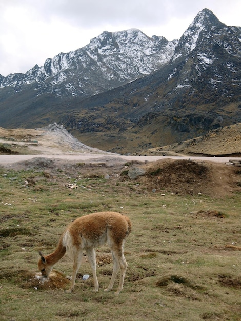 Foto el huancayo