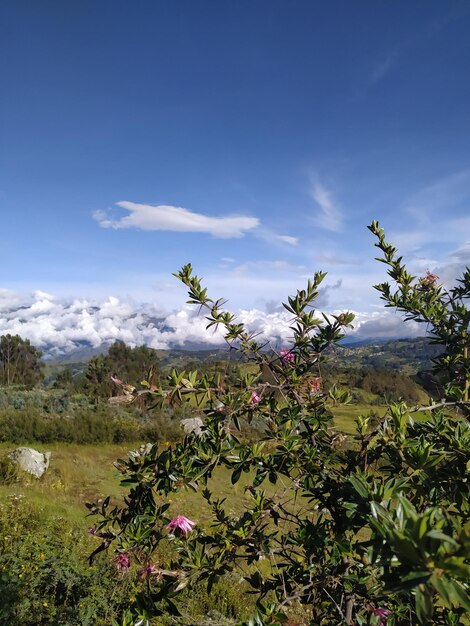 El Huaraz.