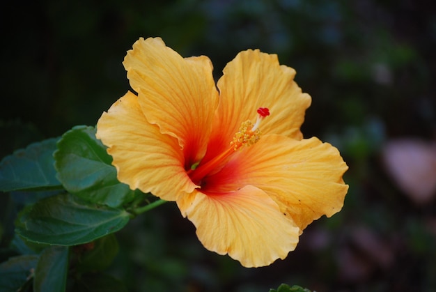 Hübsch blühende orange Hibiskusblüten blühen