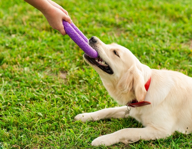 Hübsche brünette Frau, die mit einem weißen goldenen Apportierhund des Hundes auf dem Gras im Park spielt. Ausbildung des Hundes, Frau mit ihrem Hund auf grüner Wiese