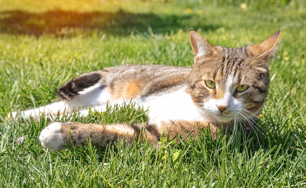 Hübsche Katze mit schönen großen Augen und Leopardenmuster im Gras