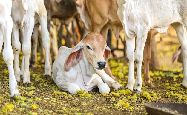 Hübsche kleine Baby-Kühe oder Kalb auf Ackerland