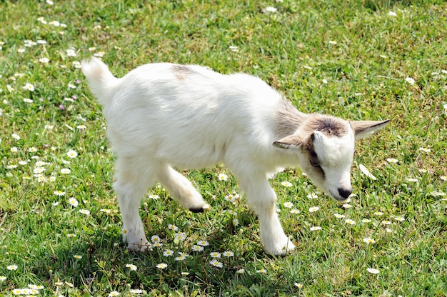 Hübsche kleine weiße Ziege