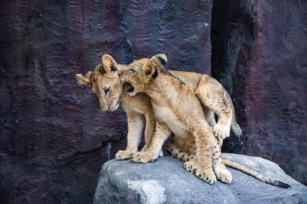 Hübsche Löwenbabys, die auf den Felsen spielen