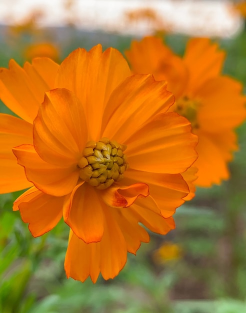 Hübsche Makro blühte Blume