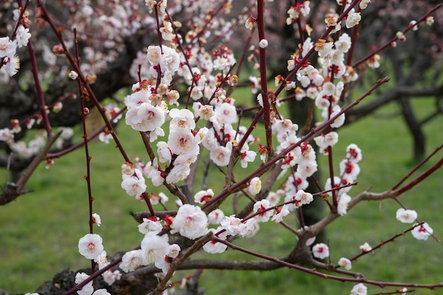 Hübsche rosa Pflaumenblumen blühen auf Pflaumenbaum