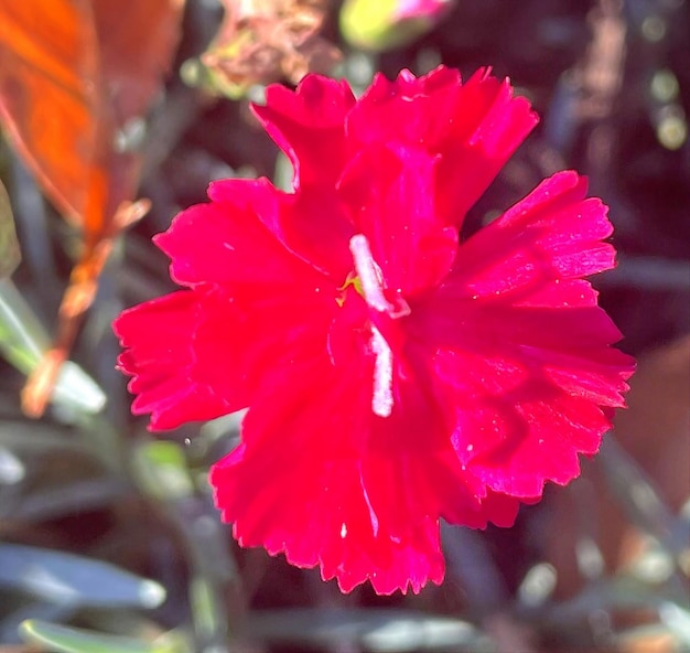 Foto hübsche rote blume