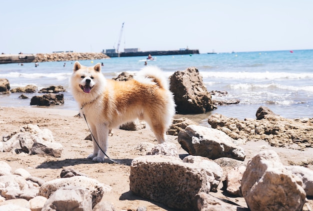 Hübscher Akita Inu Hund, an einem Hundestrand