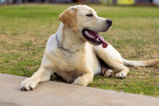 Hübscher, glücklicher Hund, der mit seinem Besitzer spazieren geht