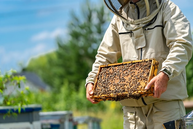 Hübscher Imker, der Holzrahmen hält. Landwirtschaftlicher Bienenschutz.