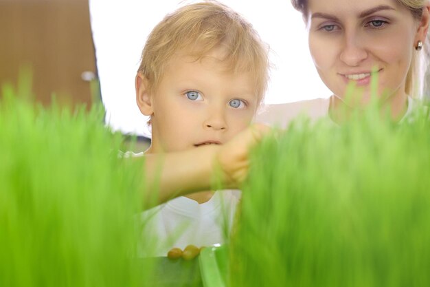 Hübscher Junge und eine junge Frau betrachten gekeimte grüne Weizenkörner auf einer Mikrogrünfarm Konzept der ökologischen Ernährung mit frischem Mikrogrün