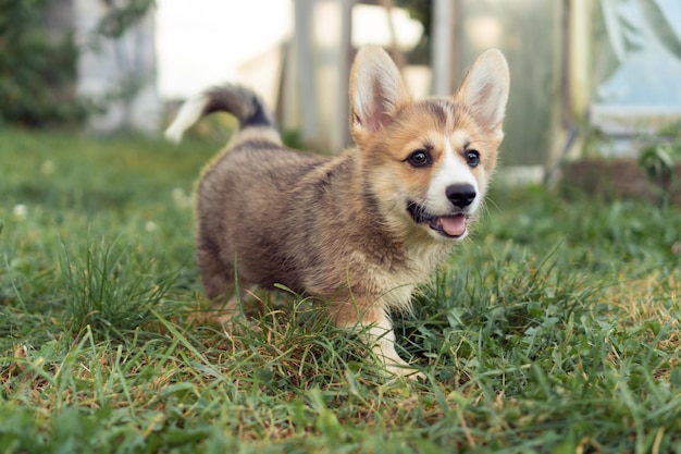 Hübscher kleiner Corgi-Hund mit herausgestreckter Zunge am Sommertag Brauner, flauschiger Welpe, der auf grünem Rasen im Haushof spazieren geht