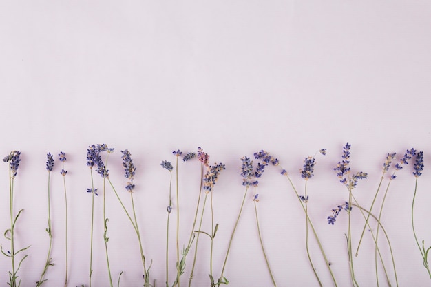 Hübscher Lavendel auf lila Hintergrund