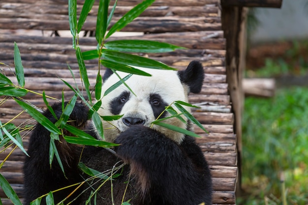 Hübscher Riesenpanda