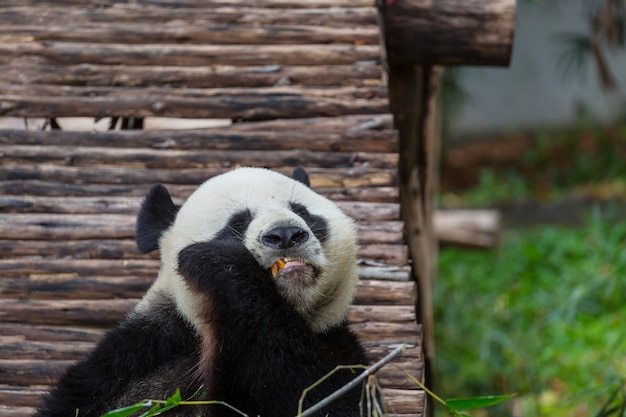 Hübscher Riesenpanda