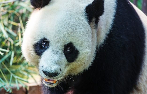 Hübscher Riesenpanda