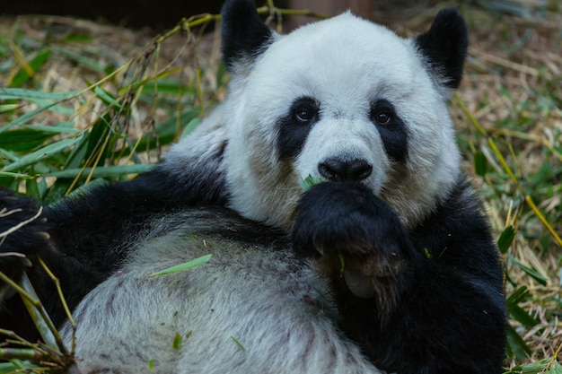 Hübscher Riesenpanda