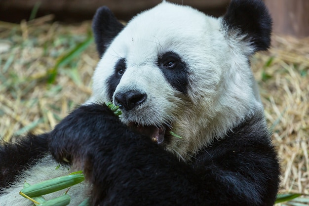 Hübscher Riesenpanda