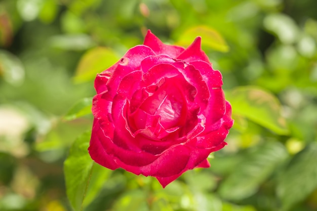 Hübscher rosa Pinsel mit grünem Hintergrund