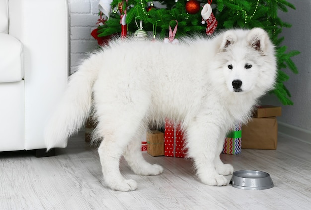 Hübscher Samojede Hund mit Metallschüssel im Zimmer mit Weihnachtsbaum auf der Oberfläche