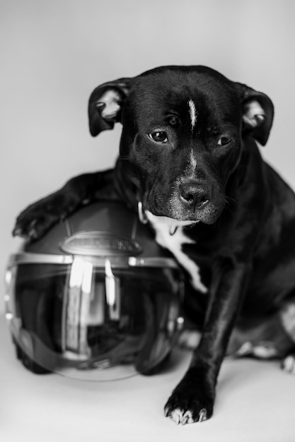 hübscher schwarzer Hund im Motorradhelm