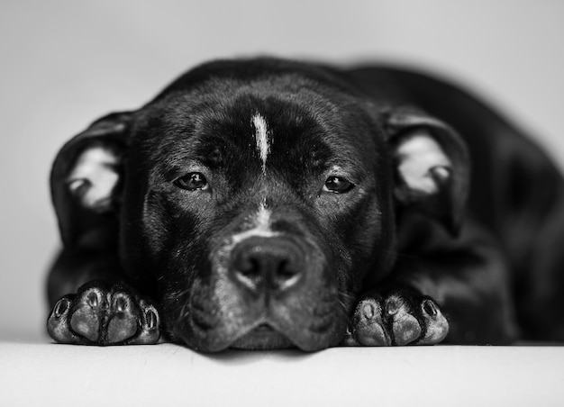 hübscher schwarzer Hund