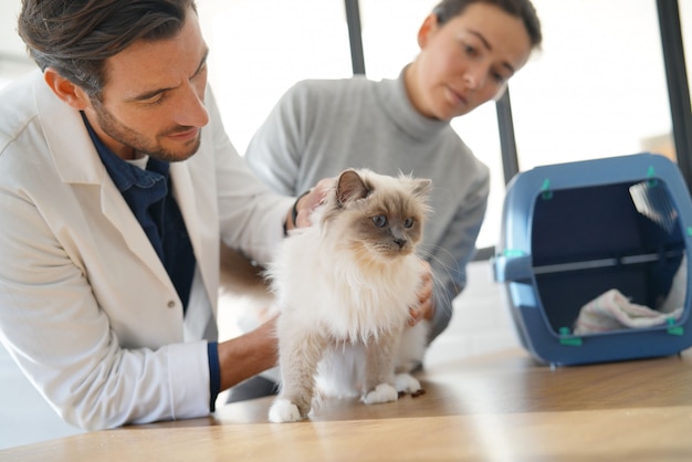 Hübscher Tierarzt, der schöne Katze in der Klinik mit Inhaber betrachtet