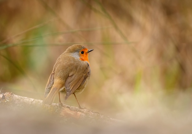 Hübscher Vogel mit einem netten orange roten Gefieder