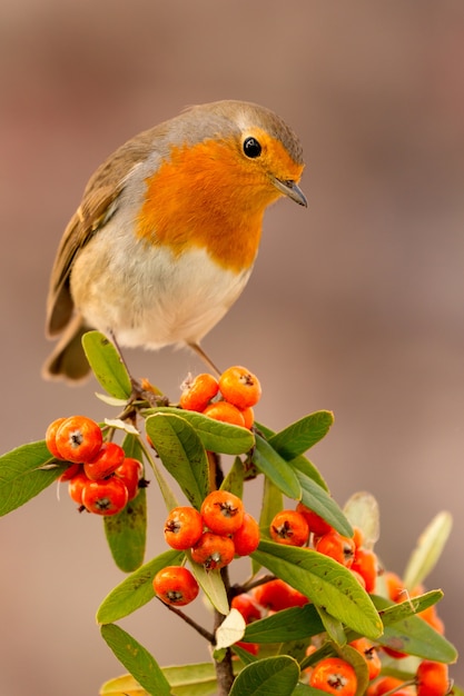 Hübscher Vogel mit einem netten roten Gefieder